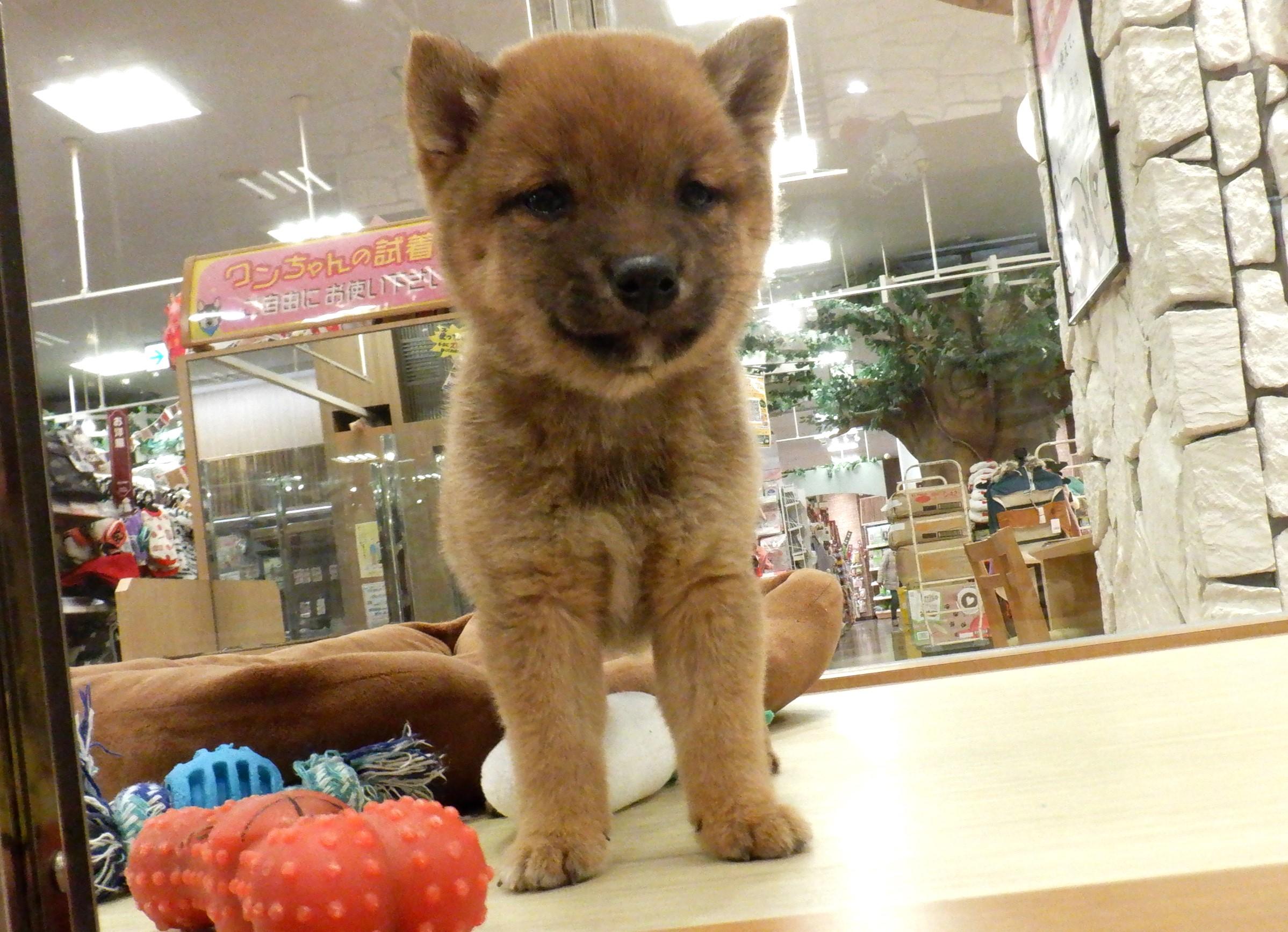 ☆ボストンちゃん☆柴犬ちゃん☆