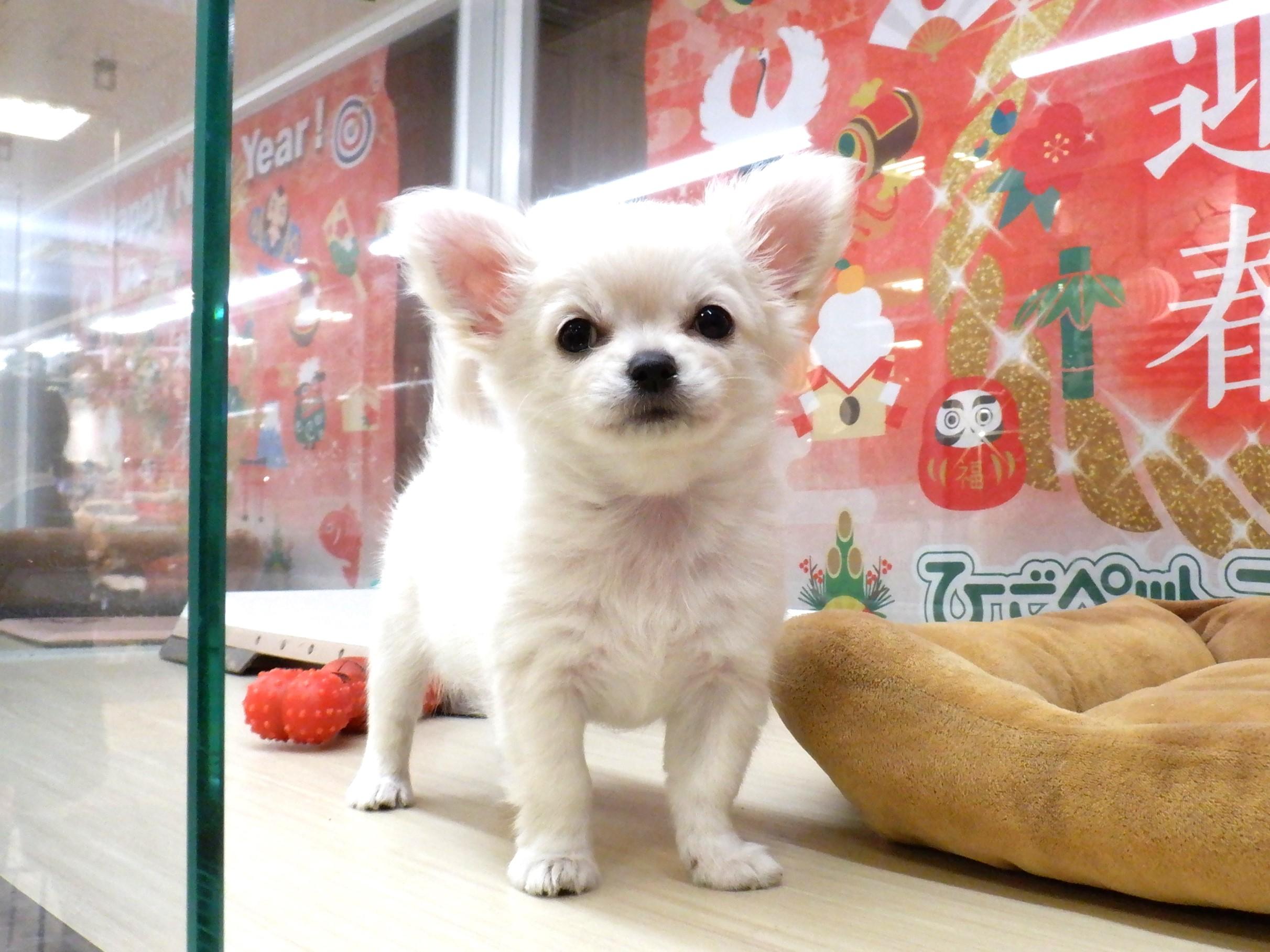 ☆柴犬ちゃん☆チワワちゃん☆